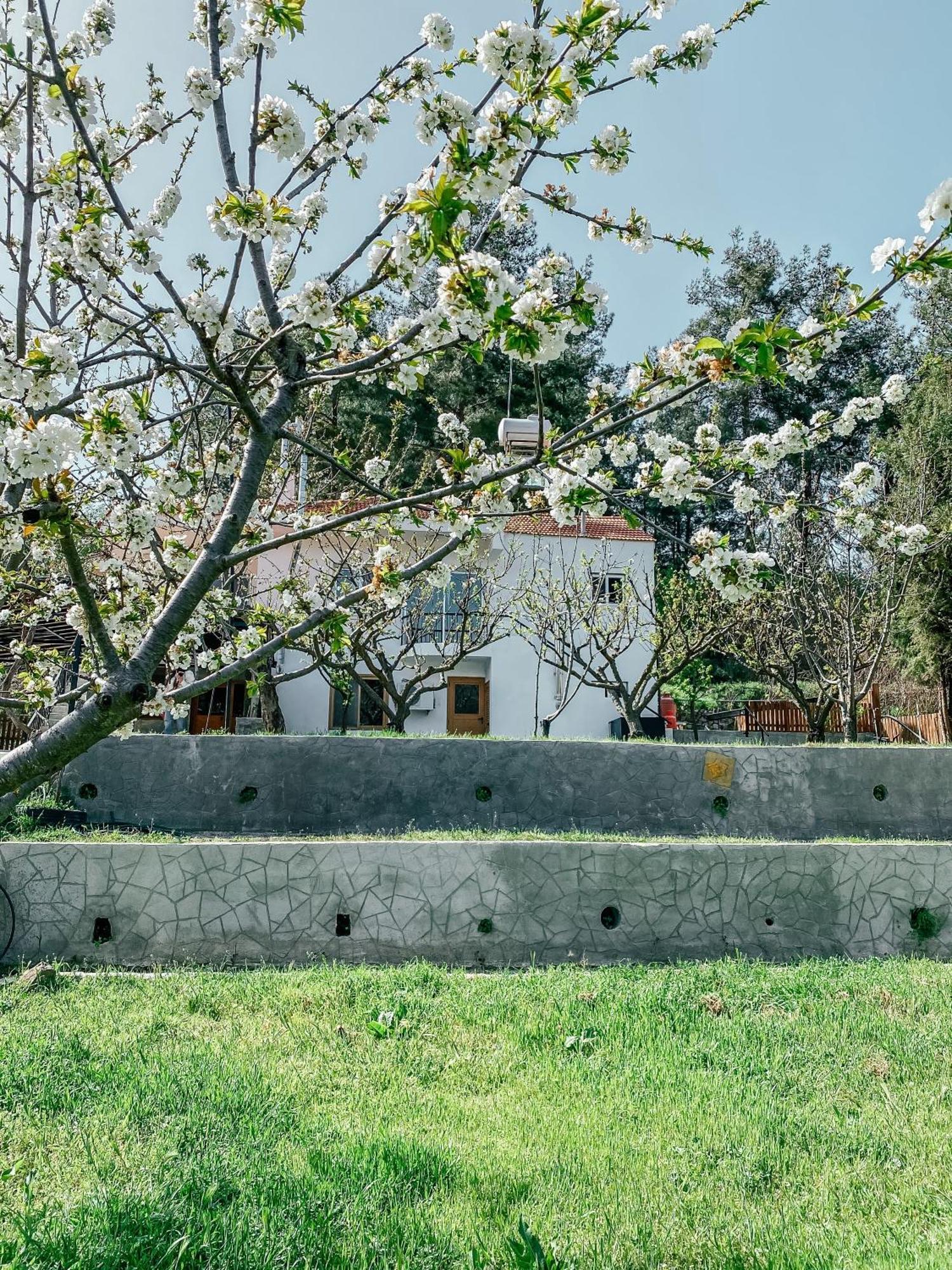 利马索尔Milea Mansion别墅 外观 照片